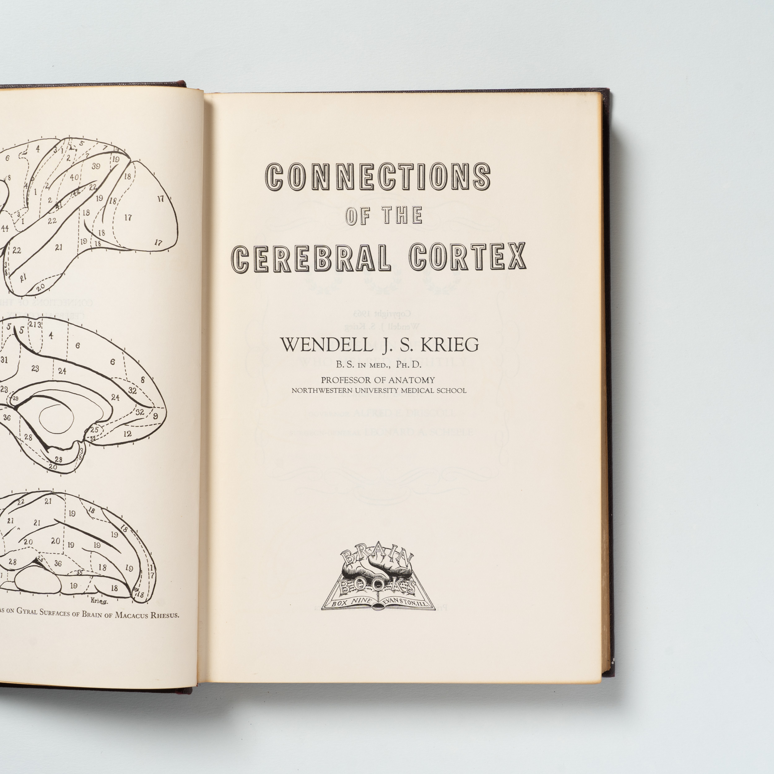 scaldasole-books-connections-of-the-cerebral-cortex